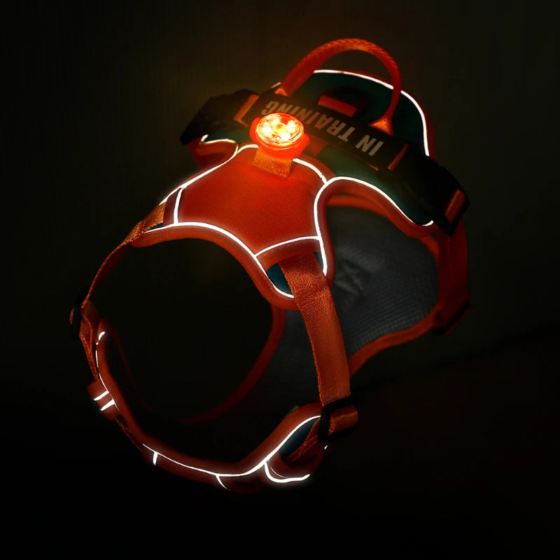 USB charged light - Personalized  Harness